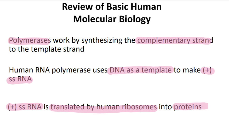 <p>(+) ss RNA into PROTEINS </p>