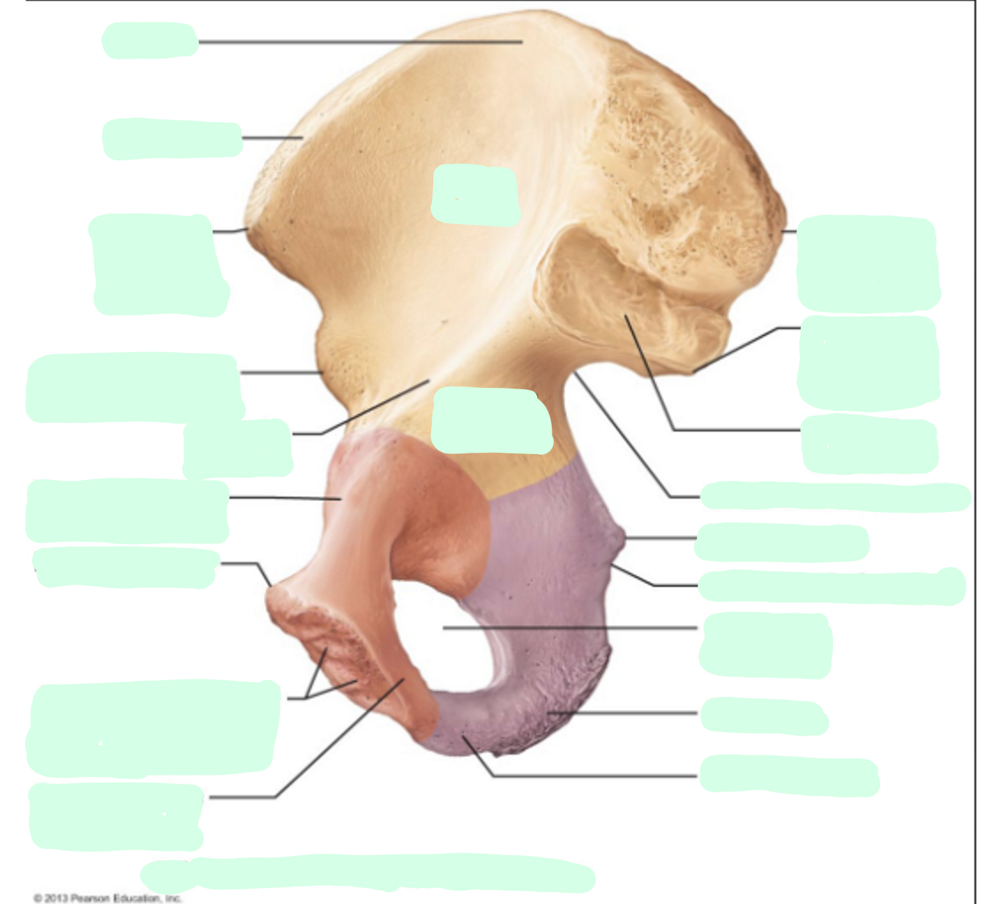 <p>Where is the <strong>Greater Sciatic Notch</strong> of the Illium?</p>