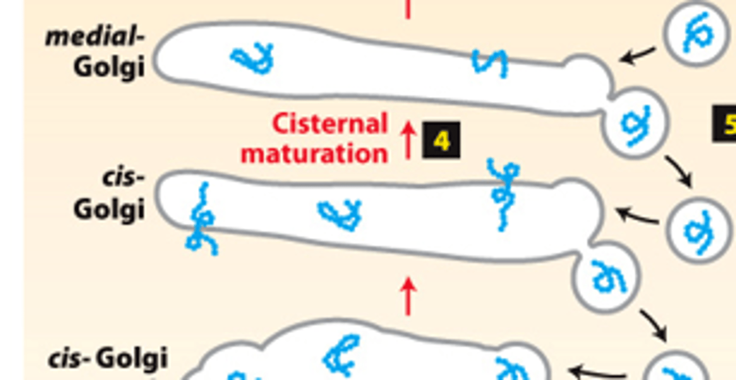 <p>secretory pathway, protein trafficking (stage 2): step 4--each cis-Golgi cisterna and contents moves from the cis to the trans face of the Golgi complex by ________________ _____________ _______________</p>