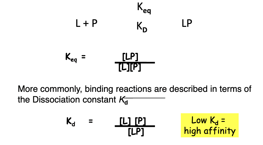 * K equilibrium can be represented in the following way: the concentration of the complex divided by the concentration of each of the substrates. 
* Dissociation constant is a more common way of representing this reaction. 
* K dissociation would simply be the concentration of ligand times concentration of protein divided by the concentration of the complex. 
* If we have a low Kd, we would have a high affinity interaction