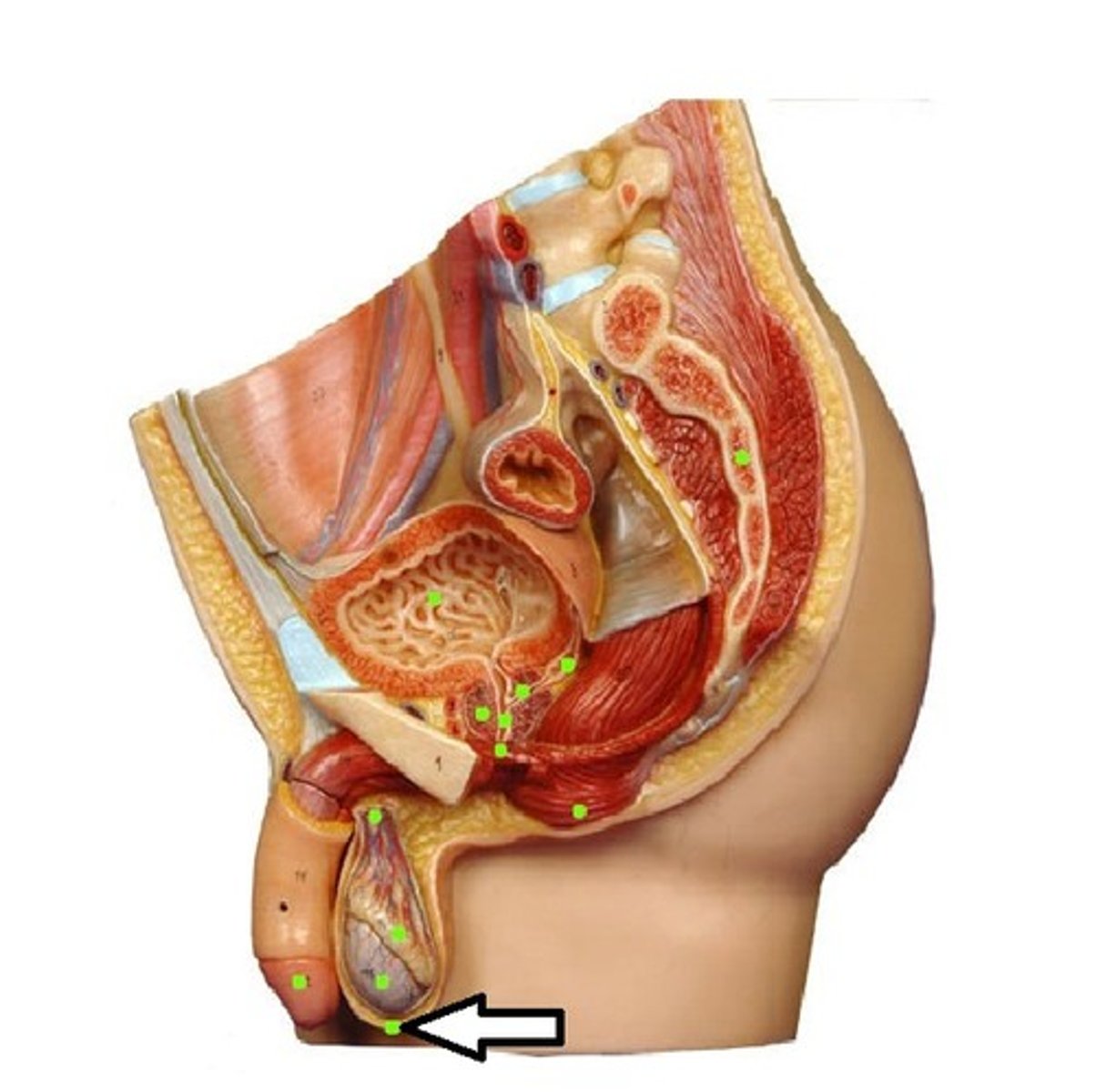 <p>external sac that contains the testes</p>