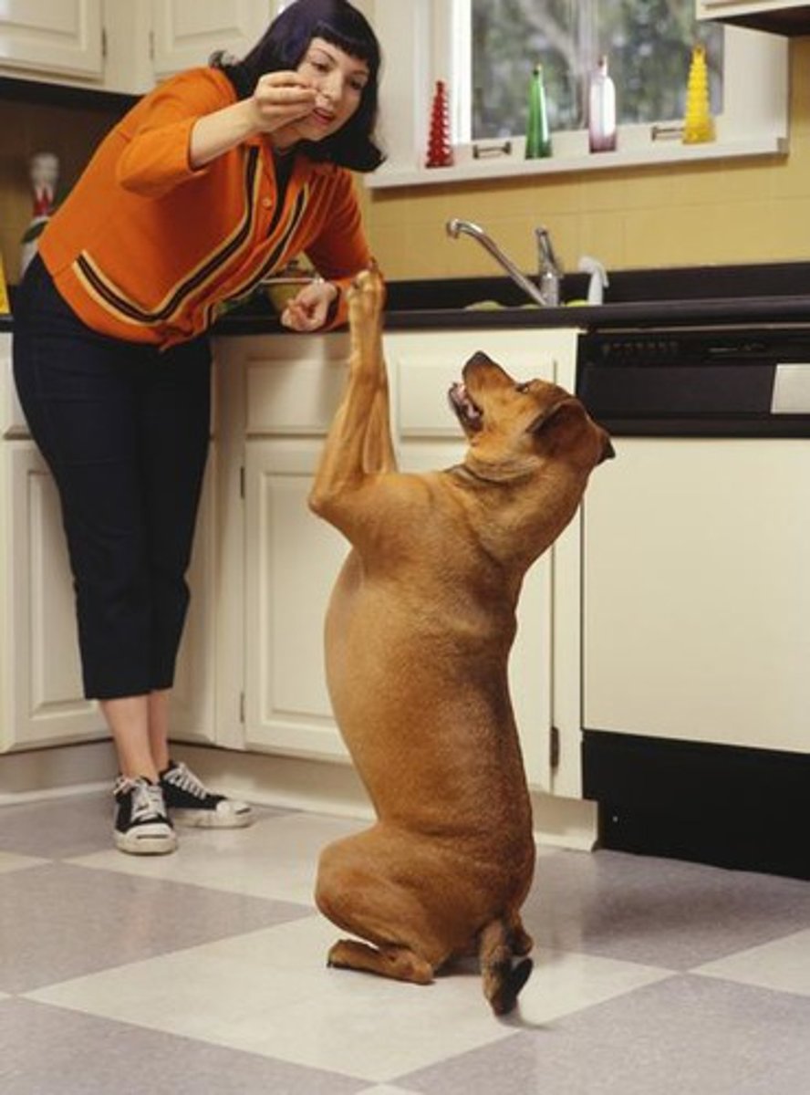 <p>a theory suggesting that behavior is learned and is shaped by observable, environmental factors</p>