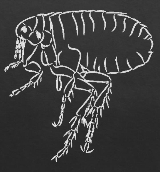 <p>What are the key characteristics of Order Siphonaptera (Fleas)?</p>