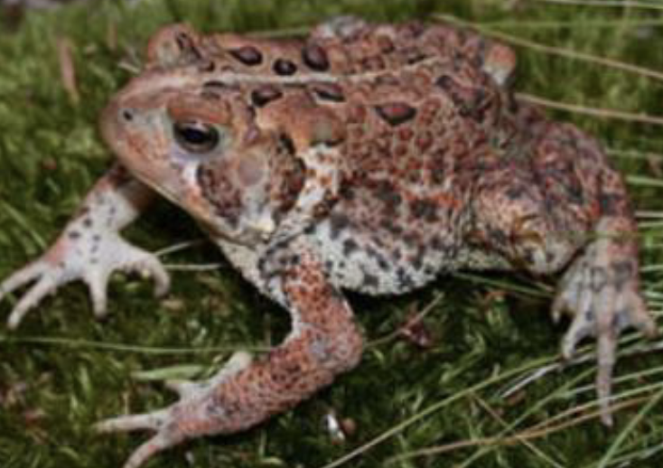 <p>what amphibian is this </p>