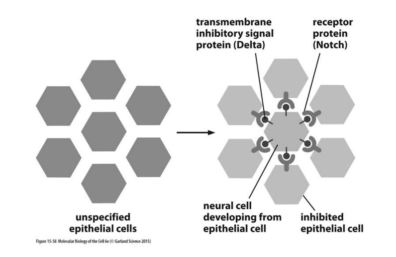 <p>Development of neural cells from epithelial in <strong>drosophila</strong></p><ol><li><p>developing neurall cells presnts a transmemrbane protein: <strong>delta</strong></p></li><li><p>Acts as a ligand for transmembrane receptors <strong>Notch</strong></p><ul><li><p>on neighbouring epithelial cells</p></li></ul></li><li><p>Activation of the Notch receptors <strong>prevents</strong> the cell from becoming a neurone</p></li></ol><p></p>