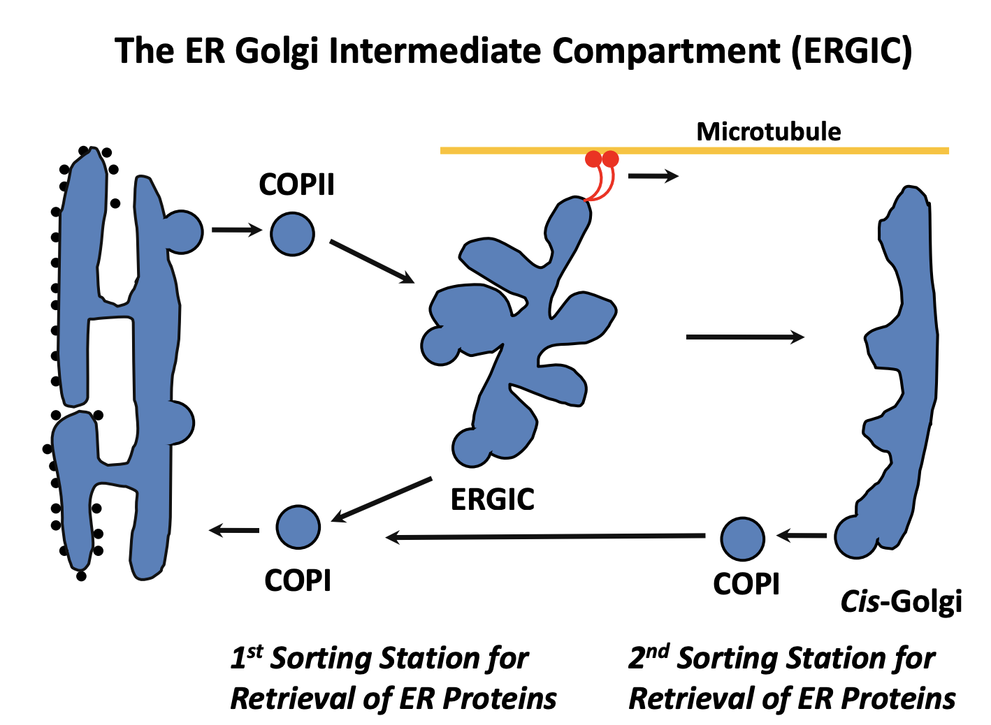 <ol><li><p>becomes attached to MT via <strong>dynein motors</strong></p></li><li><p>Pulled towards the <strong>golgi</strong></p></li><li><p>ERGIC may either</p><ol><li><p>fuse with an existing <em>cis-cisterna</em></p></li><li><p>undergo homotypic fusion to form <strong>new</strong> <em>cis-cisterna</em></p></li></ol></li></ol><p><em>note: this depends on the two models see after</em></p><ol start="4"><li><p><strong>SECOND RETROGRADE</strong>: COP1 from cis-golgi back to the ER</p></li></ol><p></p>