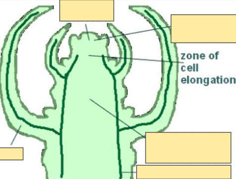 <p>Zone of Cell Elongation</p>