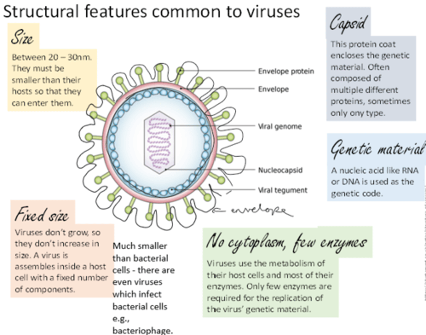 <p>- Genetic material (RNA or DNA, single-stranded or double-stranded)</p><p>- Capsid</p><p>- No cytoplasm</p><p>- Very few enzymes</p><p>- No organelles</p><p>- Very small, fixed size</p>