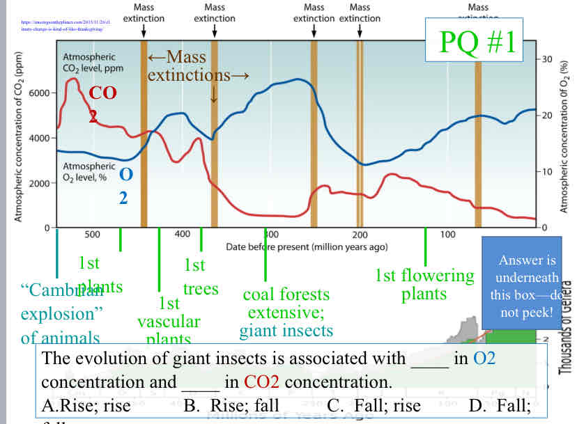 <p>Practice Question (Life’s Origins) - The evolution of giant insects is associated with ____ in O2 concentration and ____ in CO2 concentration</p>