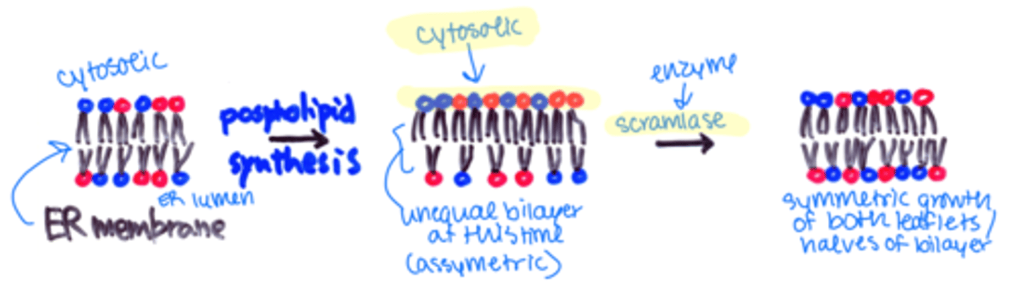 <p>phospholipid translocator that equilibrates between 2 leaflets</p>