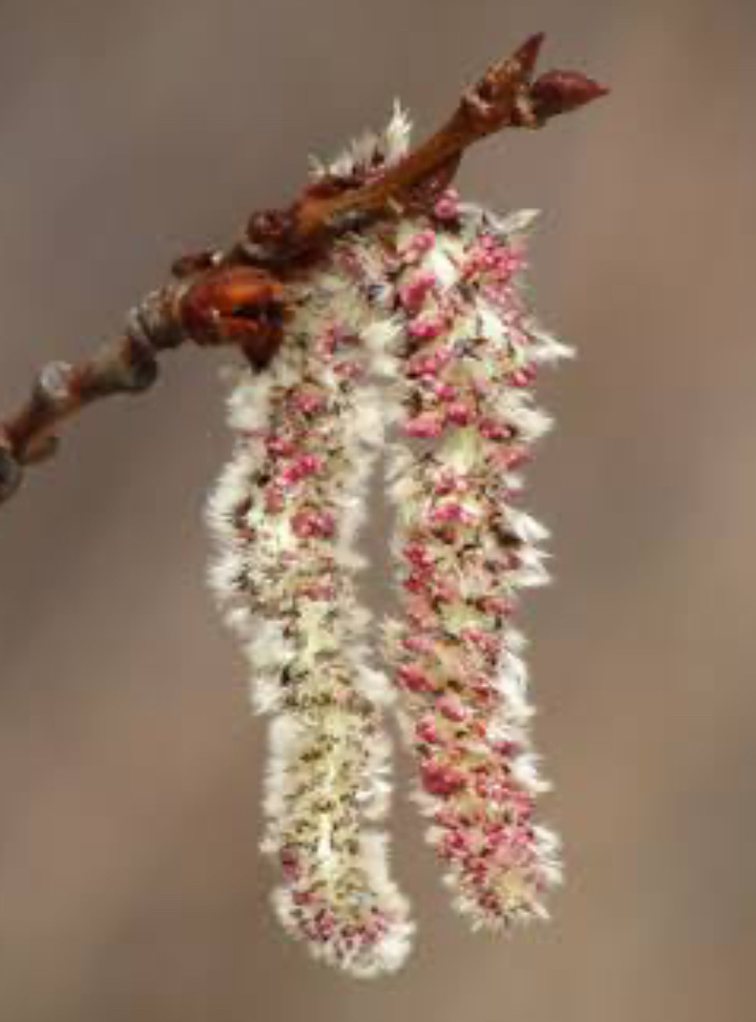 <p>Topol osika vrbovité </p>