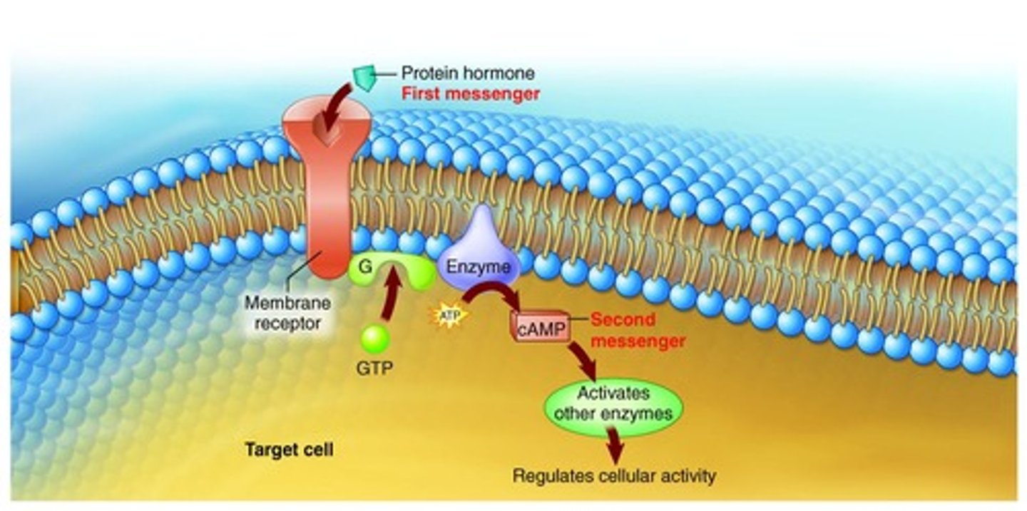 <p>First messengers binding to cell membrane receptors.</p>