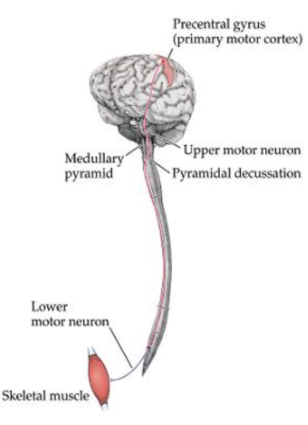 <p>What is the <em><u>most clinically important </u></em>descending motor pathway? What does this tract control?</p>