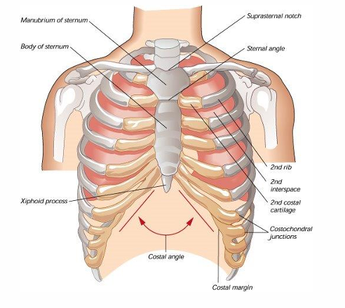 <p>what makes up the thoracic cage</p>