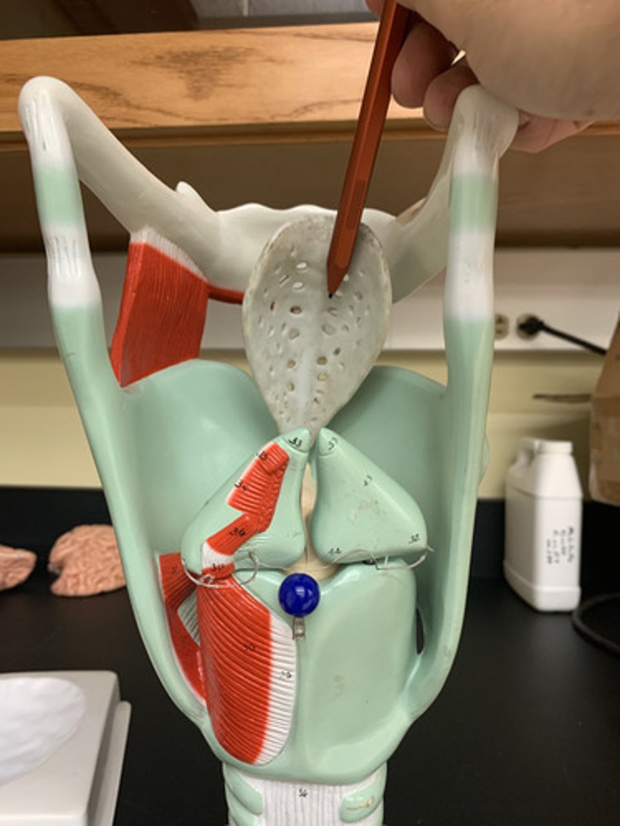 <p>a flap of cartilage at the root of the tongue, which is depressed during swallowing to cover the opening of the windpipe.</p>