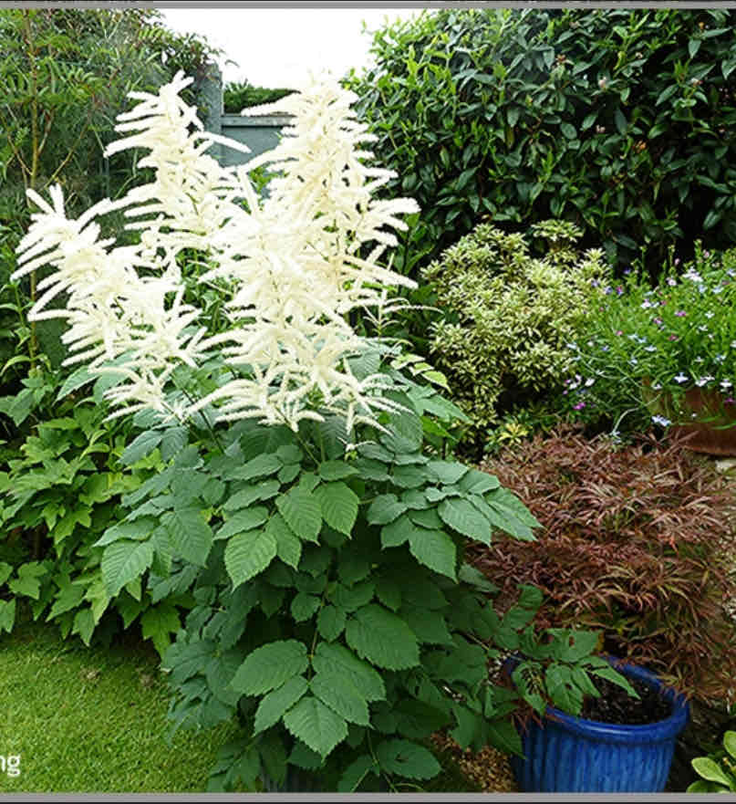 <p>Aruncus dioicus</p><p>Goatsbeard</p>