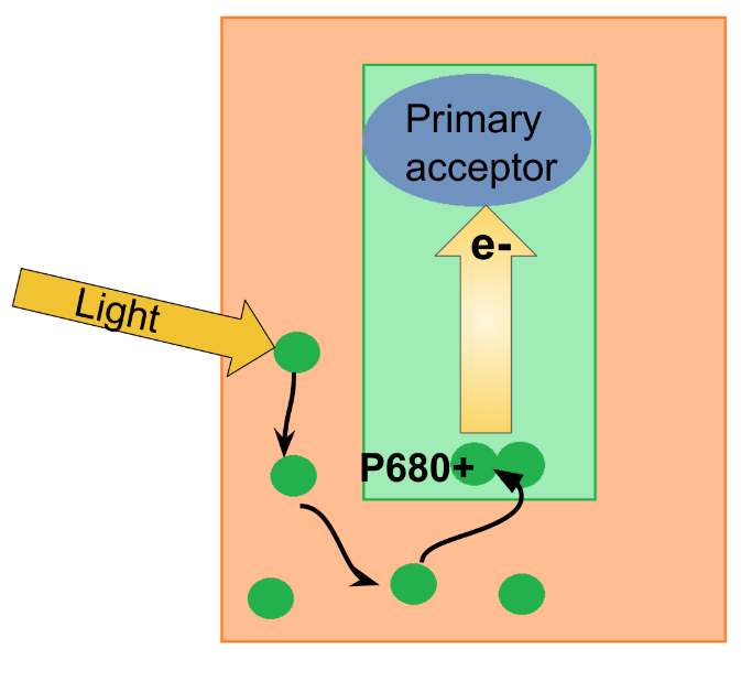 <p>What happens in step 2 of photosystem II?</p>