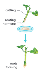 <ul><li><p>Weed killers</p></li><li><p>Rooting powder</p></li><li><p>Tissue cultures</p></li></ul><p></p>