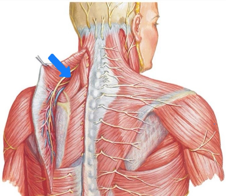 <p>Levator Scapula</p>