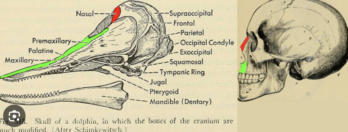 <p>found in whales and dolphins etc</p>