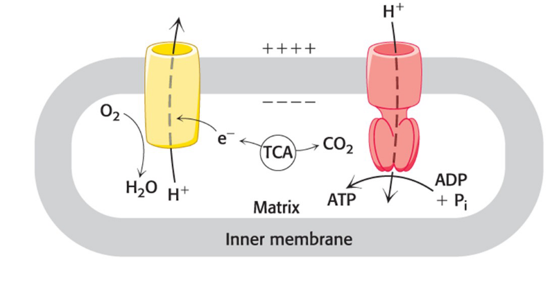 <p><span style="color: rgb(0, 0, 0)">The flow of electrons from reduced carriers such as NADH is highly exergonic</span></p><ul><li><p><span style="color: rgb(0, 0, 0)">NADH + 1/2O<sub>2</sub> + H<sup>+</sup> → H<sub>2</sub>O + NAD<sup>+</sup></span></p><ul><li><p><span style="color: rgb(0, 0, 0)">Favorable</span></p></li></ul></li><li><p>complexes of the electron-transport chain use released energy to pump protons out of the mitochondrial matrix</p><ul><li><p>generates a pH gradient and a transmembrane electron potential that creates a proton-motive force that is used to power the synthesis of ATP</p><ul><li><p>ADP + P<sub>i</sub> + H<sup>+</sup> → ATP + H<sub>2</sub>O</p><ul><li><p>unfavorable</p></li></ul></li></ul><p></p></li></ul></li></ul><p></p>