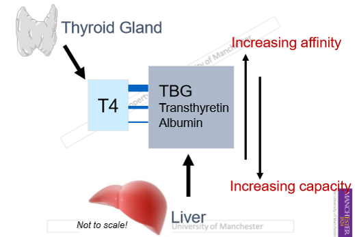 <ul><li><p>albumin has loose bond with thyroid so it is released easily </p></li><li><p>when there is a lot of albumin, large capacity for binding protein to bind to hormone </p></li><li><p>TBG has high affinity and low capacity for t4</p></li><li><p>transthyretin has low affinity has a low affinity and high capacity for t4 </p></li><li><p>albumin has a very low affinity and high capacity for t4 </p></li></ul><p></p>