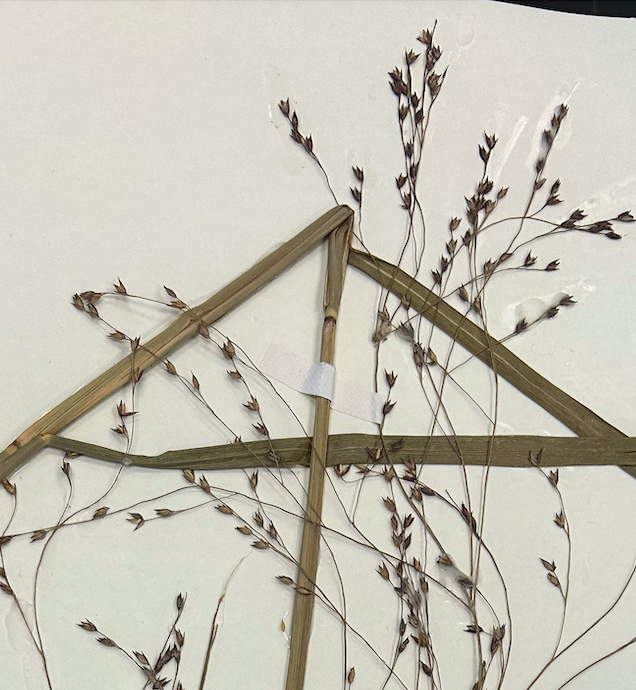 <p>Poales</p><p><span style="background-color: transparent;"><span>Poaceae</span></span></p>