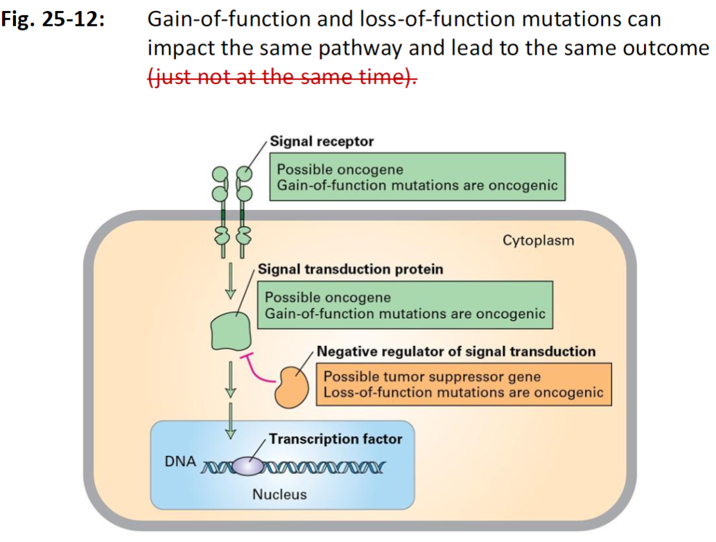 <p><strong>Signal Pathway Overview</strong><br> Mutations in <strong>different components</strong> of a signaling pathway can lead to <strong>similar oncogenic outcomes</strong></p><p><strong>Gain-of-Function Mutations</strong><br> Occur in <strong>proto-oncogenes</strong> such as:<br>  <strong>Signal receptors</strong><br>  <strong>Signal transduction proteins</strong><br> These mutations are <strong>oncogenic</strong>, causing <strong>hyperactive signaling</strong></p><p><strong>Loss-of-Function Mutations</strong><br> Occur in <strong>negative regulators of signal transduction</strong> (<strong>tumor suppressor genes</strong>)<br> These <strong>loss-of-function mutations</strong> remove inhibitory control, also resulting in <strong>oncogenic signaling</strong></p><p><strong>Outcome</strong><br> Both types of mutations disrupt <strong>normal cell growth control</strong><br> Leads to <strong>abnormal proliferation</strong> and potential <strong>tumor formation</strong></p>