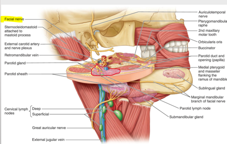 <p>It extends from the gland, penetrates the <strong>buccinator muscle</strong>, and enters the oral cavity.</p>