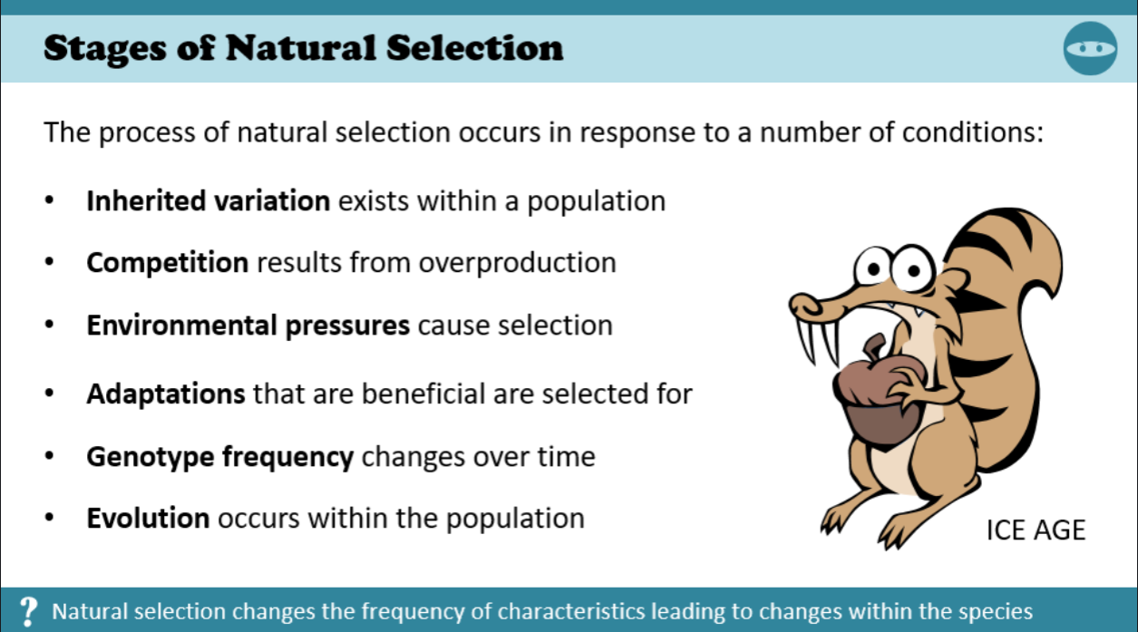 Natural Selection Stages