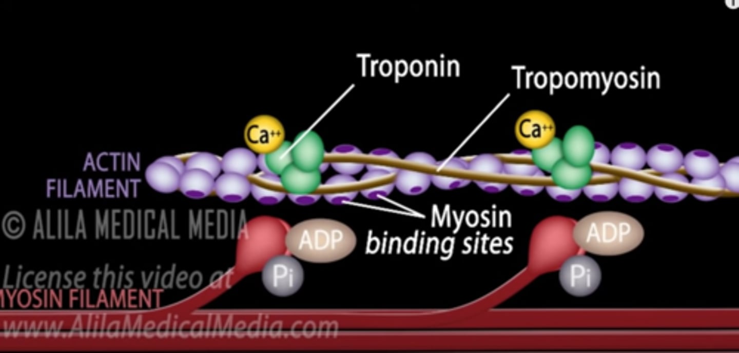 <p>binds to troponin and removes it from the active site that is covered by tropomyosin</p>