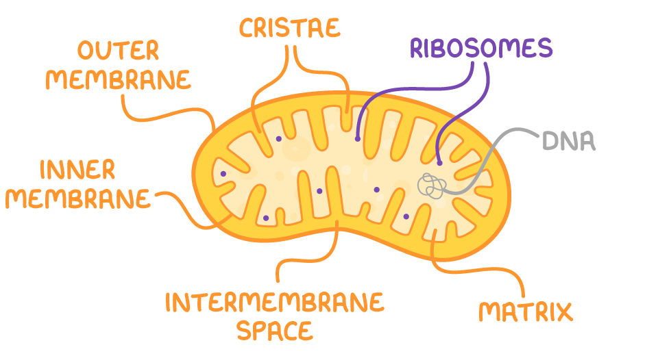 <p>convert potential energy into ATP during aerobic respiration</p>