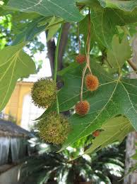 <p><span>Platanus x acerifolia / London Planetree</span></p>