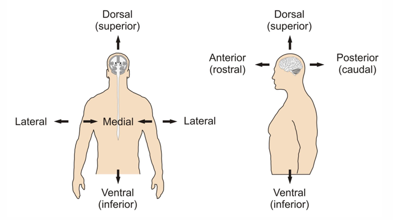 <ul><li><p><strong>Dorsal (Superior):</strong> Toward the top or back (e.g. top of the brain).</p></li><li><p><strong>Ventral (Inferior):</strong> Toward the bottom or belly side.</p></li><li><p><strong>Medial:</strong> Toward the midline of the body or brain.</p></li><li><p><strong>Lateral:</strong> Away from the midline, toward the sides.</p></li><li><p><strong>Anterior (Rostral):</strong> Toward the front or nose end.</p></li><li><p><strong>Posterior (Caudal):</strong> Toward the back or tail end.</p></li></ul><p></p>
