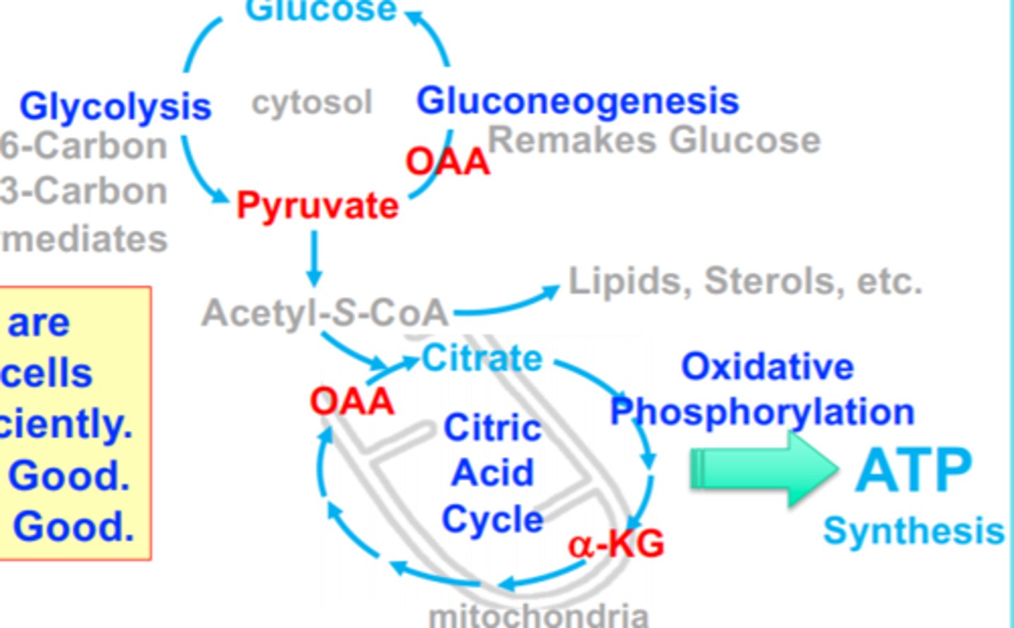<p>Keto acids</p>