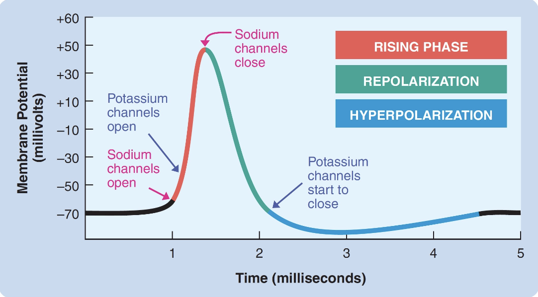 <p>channels (voltage-gated Na channels) open at voltage threshold. (~55mV)</p><ul><li><p>when enough EPSPs arrive at the same time, membrane depolarizes enough to reach Na+ channels’ threshold → channels open</p></li></ul><p></p>