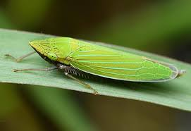 <p>Leafhopper</p>