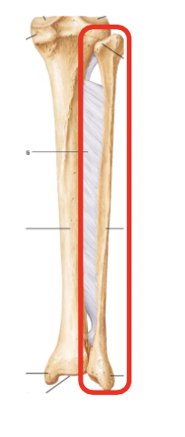 <p>Name this part of the appendicular skeleton’s leg</p>