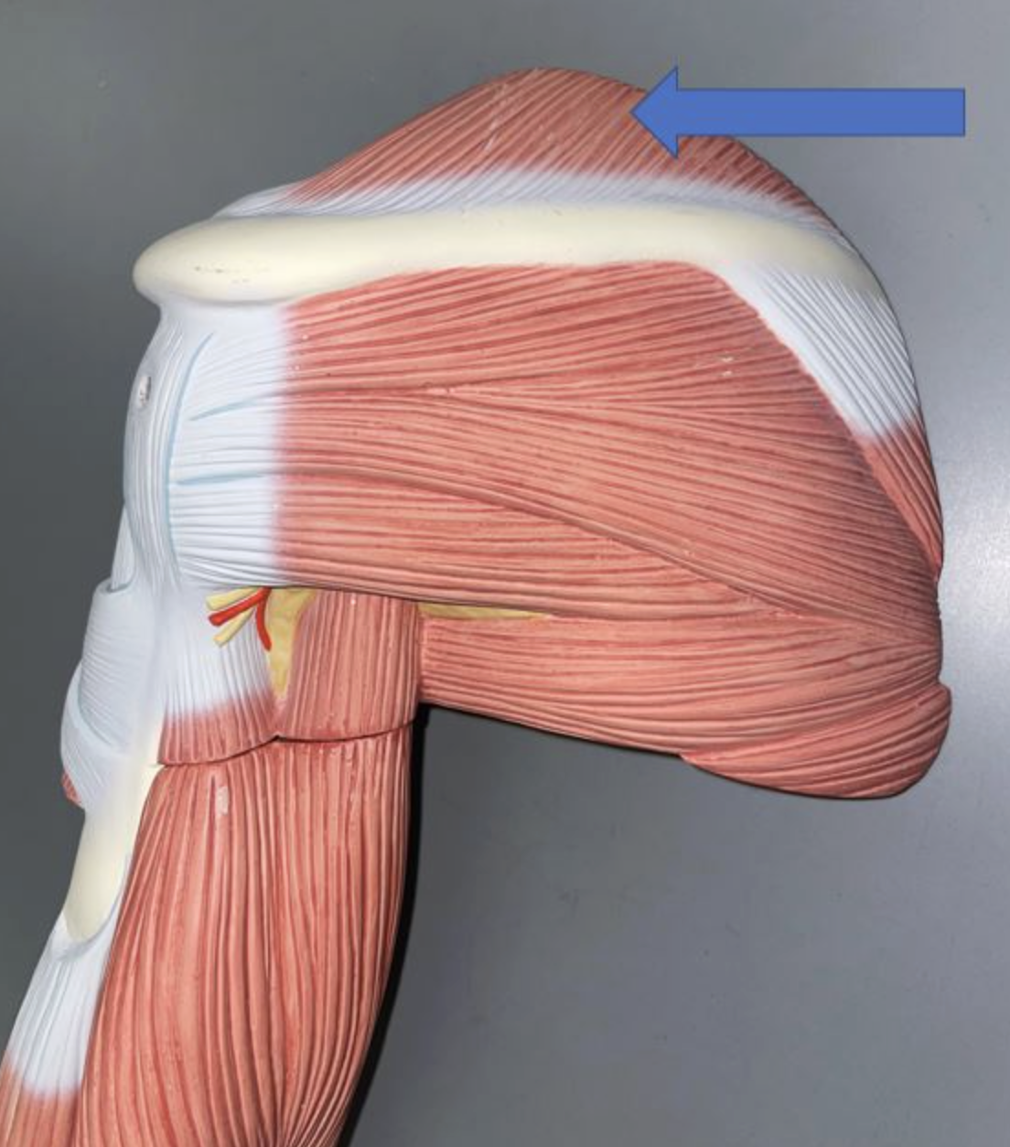 <p>muscle name & action</p>