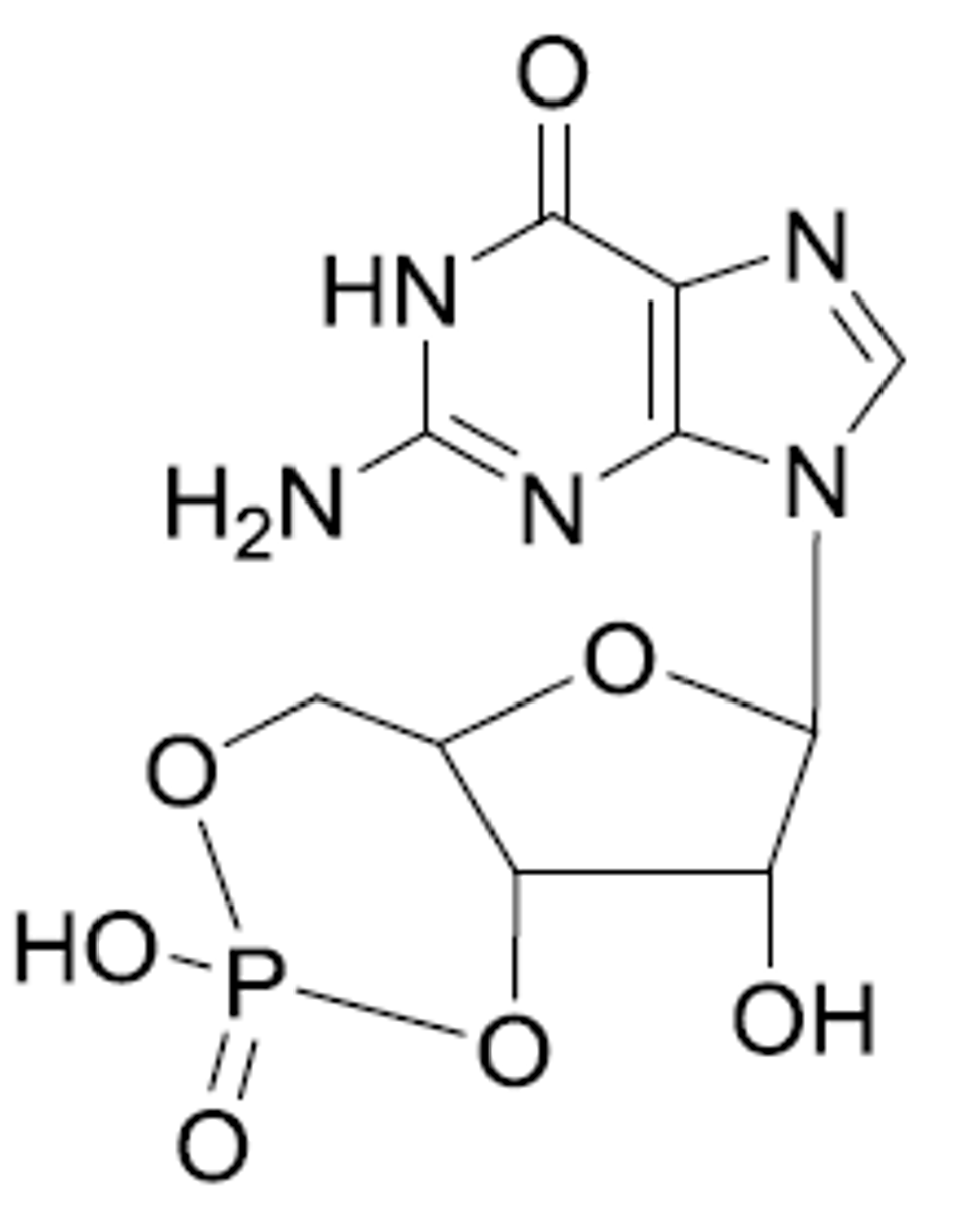 <p>Metabolized by phosphodiesterase enzymes</p><p>GMP just has a lot more phosphate groups (that are not ring fashioned)</p>