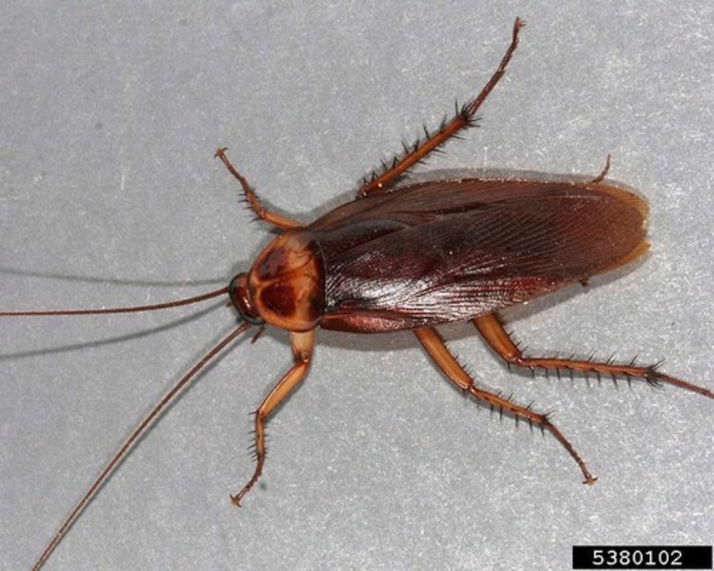 <p>Roach Family</p>