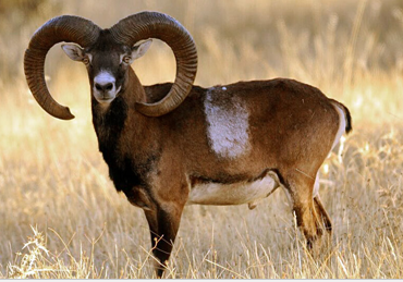 <p>mouflon sheep</p>