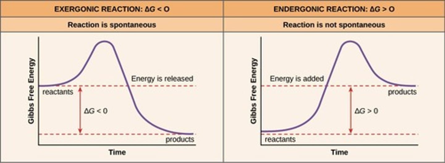 <p>Exergonic reaction (catabolic), as it releases energy by breaking down glucose.</p>