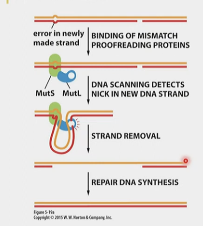 * When proofreading fails
* initiated by detection of distortion in the geometry of the double helix generated by mismatched base pairs. 
* MutS detects it, MutL helps remove a large strand