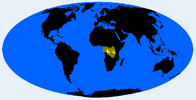 <p>Twa-Cwa (Bambutid, Congolid)</p>