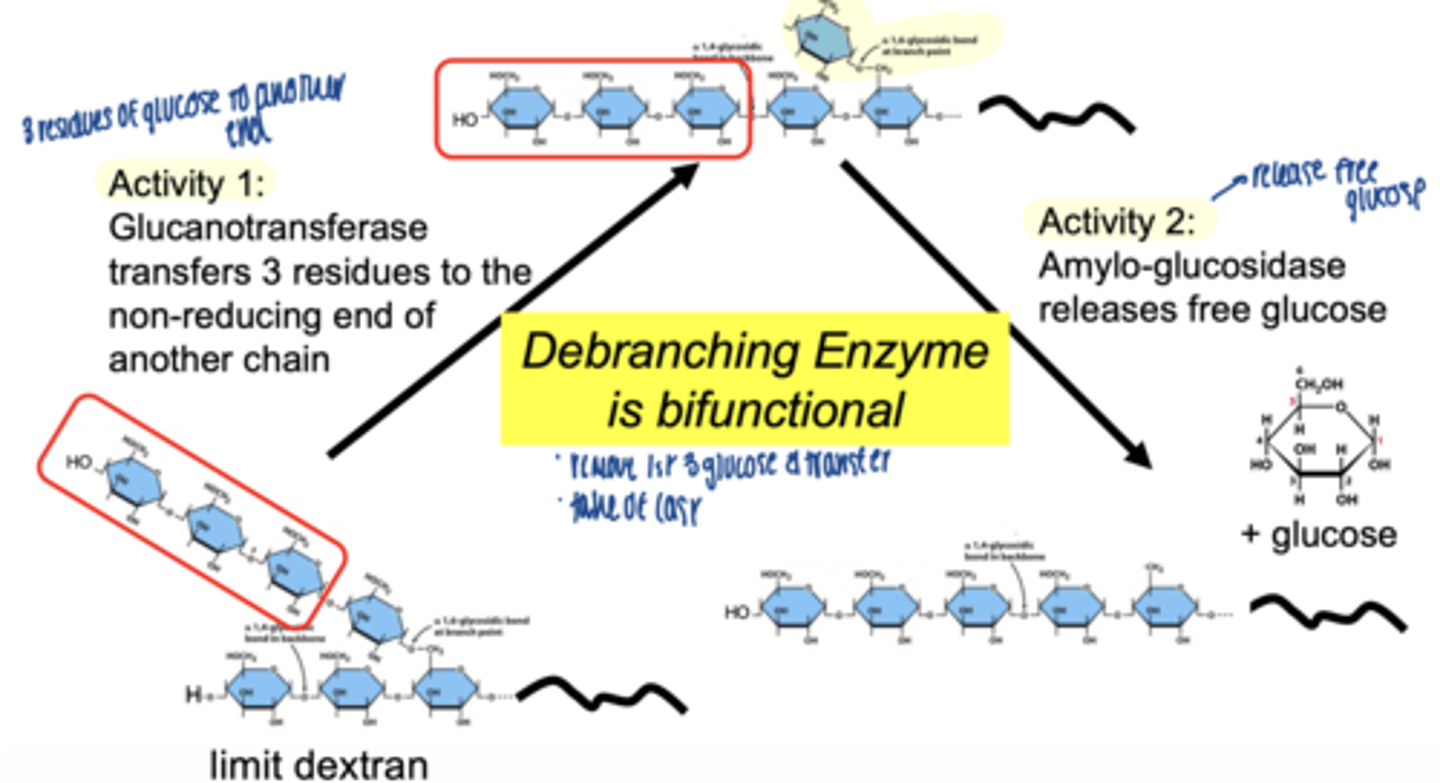 <p>Glycogen phosphorylase breaks a-1,4 bonds, releasing Glucose-1-Phosphate, but stops 4 residues from a branch</p><p>the transferase activity of GDE moves 3 glucose residues</p><p>a-1,6 glucosidase: hydrolyzes the remaining</p><p>a-1,6 glycosidic bond at the branch point.</p><p>free glucose molecule is released (not Glucose-1-Phosphate).</p>