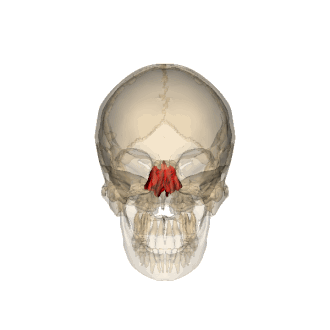 <p>cribiform plate, ethmoidal labryinth, &amp; perpendicular plate</p>