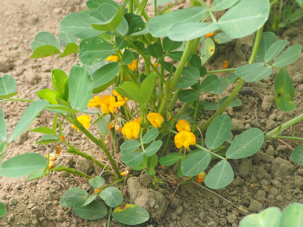 <p>Biological Origin: <strong>Arachis hypogaea L. (Fabaceae)</strong></p><p>Common Name: <strong>Peanut/Mani</strong></p><p>Part used: <strong>Seed, Root</strong></p><p>Medicinal use:</p><p><u>Seed</u> (<strong><u>oil extract from seeds are most useful for pharm purpose)</u></strong></p><p><strong><u>ANAPHYLAXIS - </u></strong>adverse effect caused by ingestion of this by certain animals</p><ul><li><p><strong><u>Excipient</u></strong></p></li><li><p><strong><u>Vehicle</u></strong></p></li><li><p><strong><u>Suspending Agent</u></strong></p></li><li><p><strong><u>Emollient</u></strong></p></li><li><p><strong><u>Component of lotions and creams</u></strong></p></li></ul><p>Secondary metabolites:</p><ul><li><p><strong>Phenols - root</strong></p></li><li><p><strong>Flavanoids - seed</strong></p></li></ul>