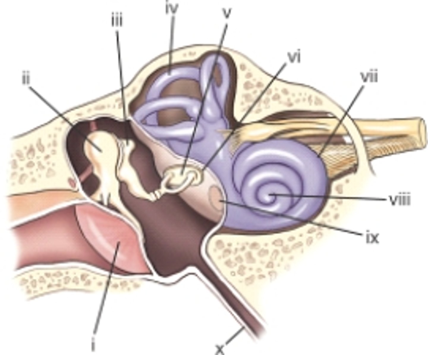 <p>A) eustachian tube.</p><p>pg. 387</p>