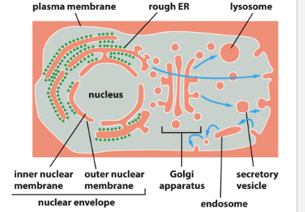 <ul><li><p>Nuclear Compartment → topologically related to the cytosol</p><ul><li><p><span>The cytoplasm and the nucleus are said to be topologically equivalent because </span>the outer and inner nuclear membranes are continuous with one another, so that the flow of material between the nucleus and cytosol occurs without crossing a lipid bilayer<span>.</span></p></li></ul></li><li><p>The ER, Golgi, lysosome, &amp; vesicular compartments → topologically related to cell exterior</p></li></ul><p></p>